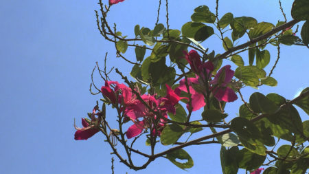 Kaohsiung-Tree-Bank_Blooming-Bauhinia-blakeana – LUP International 綠波
