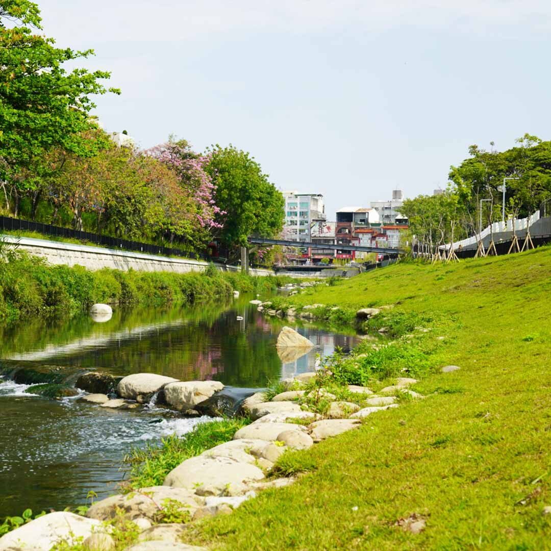 鳥友驚喜！台南市中心竹溪發現2隻彩鷸定居