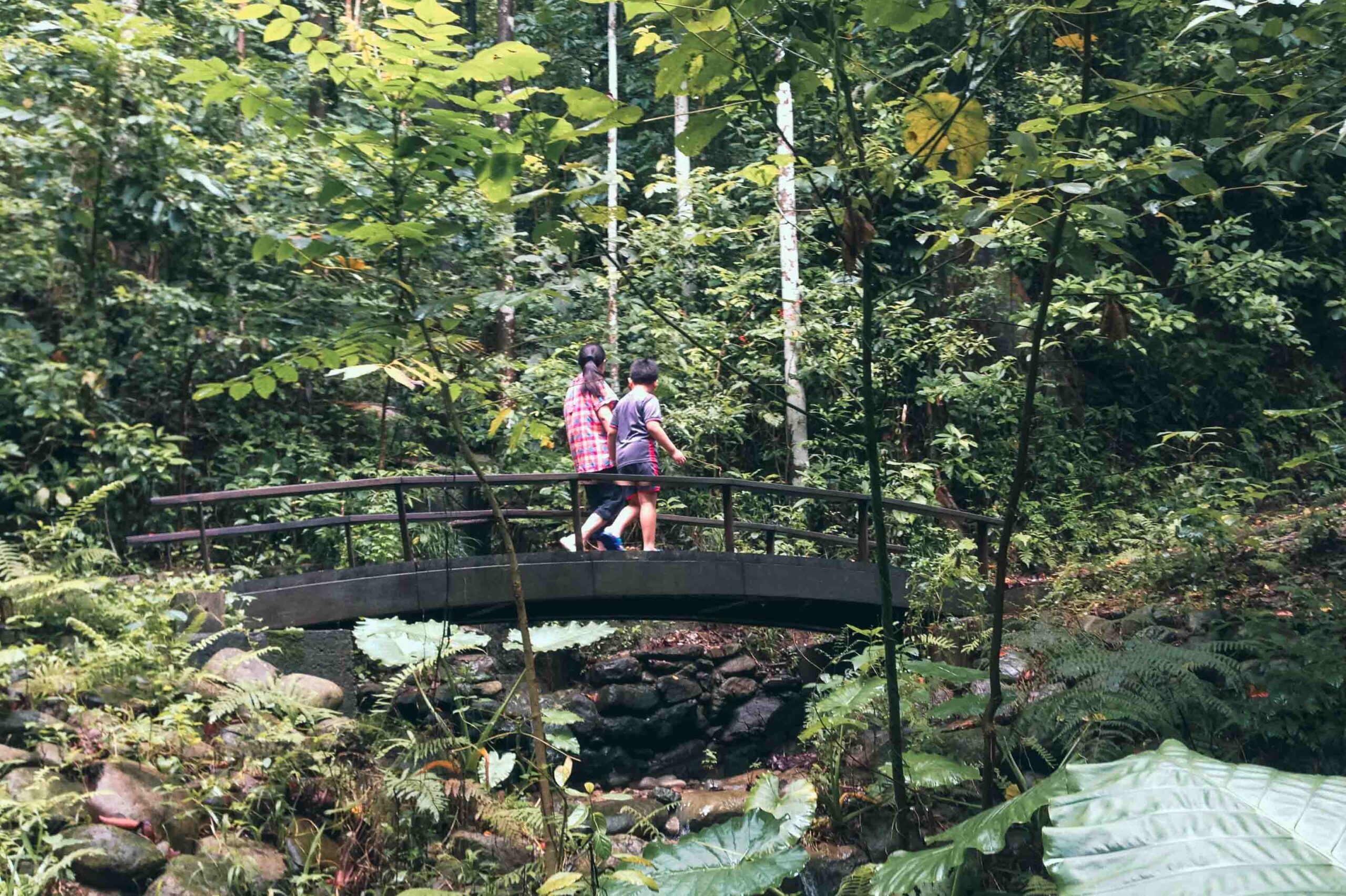 高雄雙溪熱帶母樹林